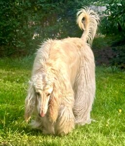 Shiloh the white Afghan Hound stands and looks at the floor