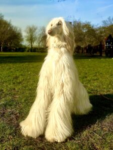 Shiloh the white Afghan Hound sits in all her glory