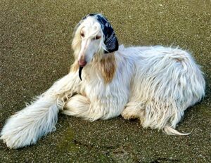 Shiloh the white Afghan Hound lies down with her hat on