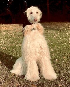 Shiloh the white Afghan Hound sits and looks ahead