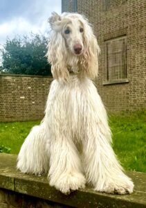 Shiloh the white Afghan Hound full body profile