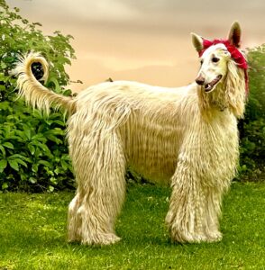 Shiloh the white Afghan Hound stands and wears a reb ribbon