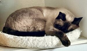 Smoky the cat sleeps