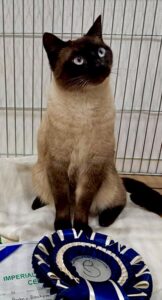 Smoky to cat sits with a tilted head