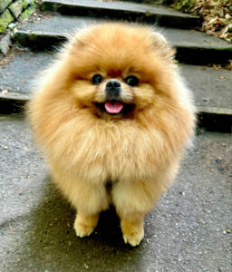 Teo the orange Pomeranian sits and poses for the camera