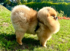Teo the orange Pomeranian stands sideways