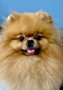 Teo the orange Pomeranian looks at the camera