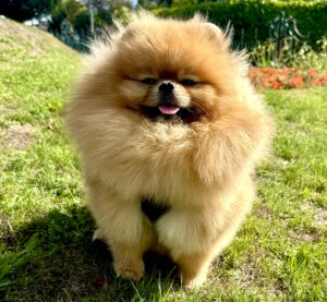 Teo the orange Pomeranian sits with eyes closed