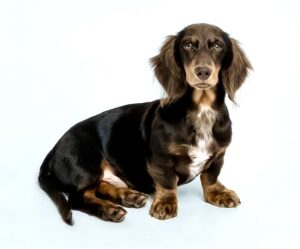 Albie the brown and tan Dachshund sits and looks at the camera