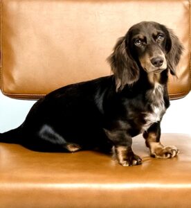 Albie the brown and tan Dachshund sits and looks at the camera