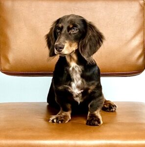 Albie the brown and tan Dachshund sits and looks past the camera