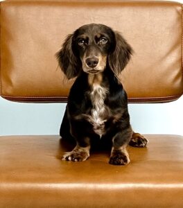 Albie the brown and tan Dachshund sits and looks at the camera