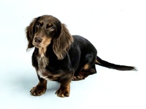 Albie the brown and tan Dachshund sits and looks up
