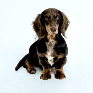 Albie the brown and tan Dachshund sits and looks at the camera