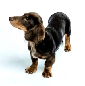 Albie the brown and tan Dachshund stands and looks to the right