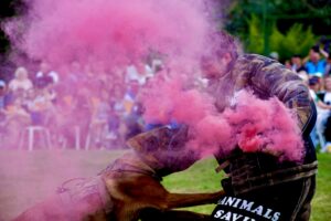 Buddy the Sable Malinois performs bite work in a cloud of red smoke