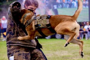 Buddy the Sable Malinois performs bite work