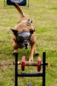 Buddy the Sable Malinois performs