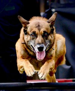 Buddy the Sable Malinois performs agility