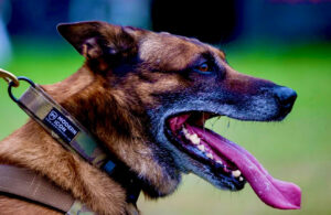 Buddy the Sable Malinois looks sideways