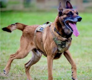 Buddy the Sable Malinois stands sideways