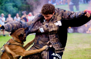 Buddy the Sable Malinois performs bite work
