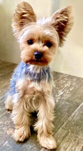Blue, they grey and blonde Yorkshire Terrier sits and poses for the camera