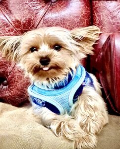 Blue, they grey and blonde Yorkshire Terrier sits and looks at the camera with his tongue out