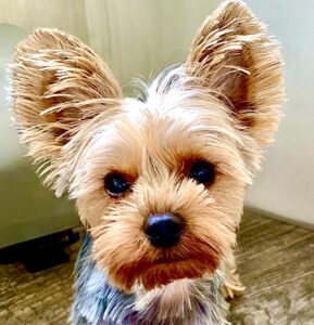 Blue, they grey and blonde Yorkshire Terrier sits and looks at the camera