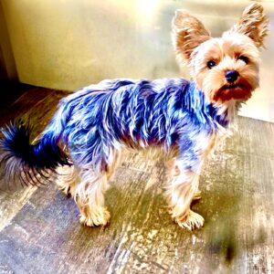 Blue, they grey and blonde Yorkshire Terrier stands sideways