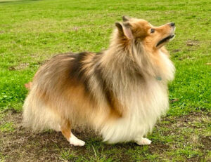 Bonnie the sable Shetland Sheepdog stands sideways and looks to the sky