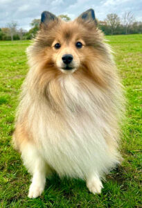 Bonnie the sable Shetland Sheepdog sits and looks at the camera