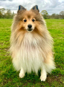 Bonnie the sable Shetland Sheepdog sits and looks at the camera