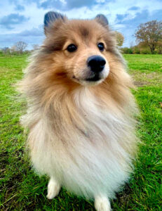 Bonnie the sable Shetland Sheepdog sits on the grass