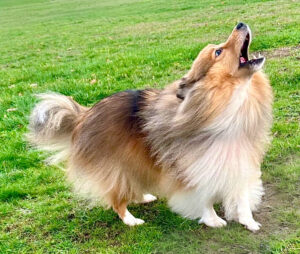 Bonnie the sable Shetland Sheepdog stands and barks into the air