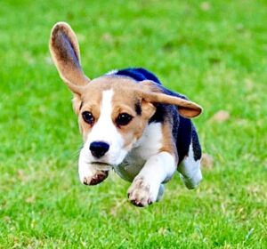 Daisy the tricolour Beagle jumps through the air