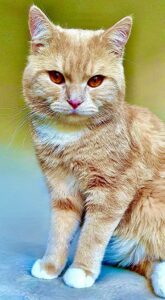 Katty the cat sits and looks at camera