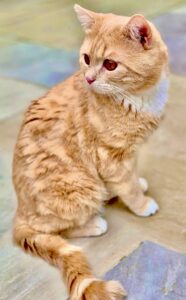 Katty the cat sits and looks behind her