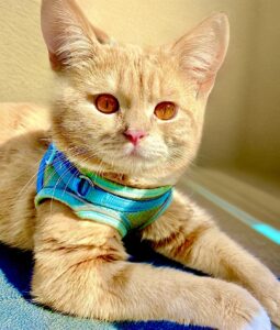 Katty the cat lies down and looks at camera