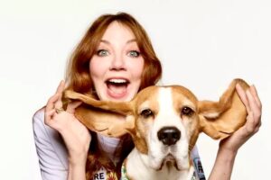 Lily the tricolour Beagle gets her ears lifted up by her owner
