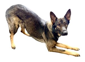 Lola the German Shepherd looks at the camera with her front legs down