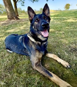 Lola the German Shepherd lies in the grass and looks up towards to camera