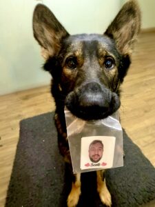 Lola the German Shepherd hold a photo of her owner in her mouth