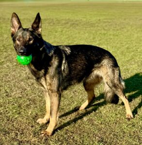 Lola the German Shepherd stands with a ball in her mouth