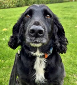 Memphis the black and white Sprocker Spaniel looks at the camera