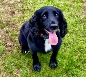 Memphis the black and white Sprocker Spaniel sits and looks at the camera