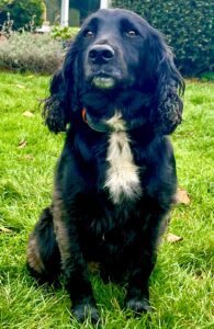Memphis the black and white Sprocker Spaniel sits on the grass
