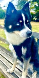 Axel the black and white Pomsky sits on a park bench