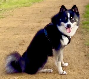 Axel the black and white Pomsky sits sideways and looks at the camera