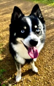 Axel the black and white Pomsky sits and looks at the camera